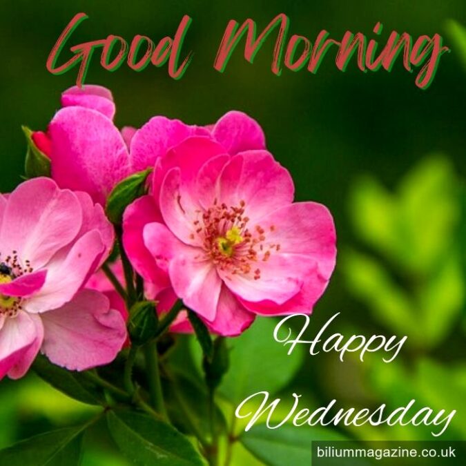 Good Morning Happy Wednesday: A Joyful Celebration of Midweek Motivation best empanadillas puerto rican near me